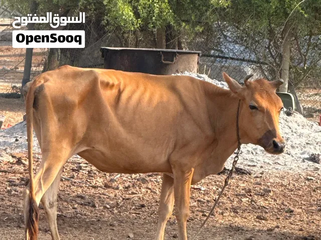 للبيع ابقره حليب الوصف مهم