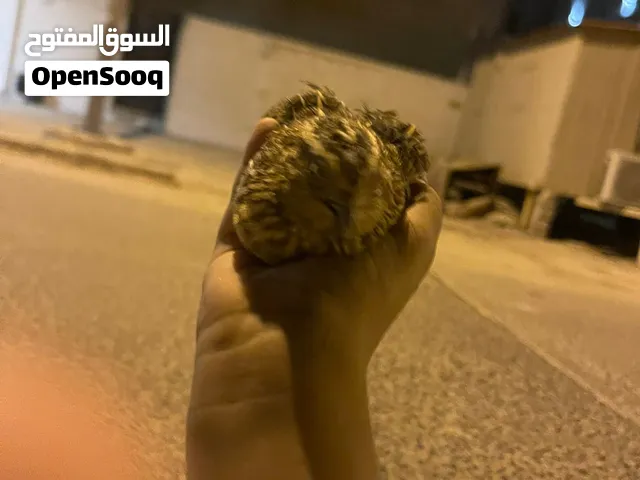 فري للبيع  ًًًًبدون أغراض