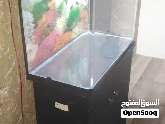 حوض اسماك. Fish