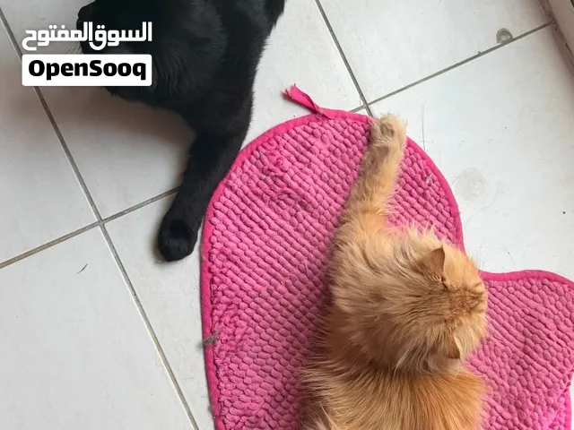 And adorable cat couple Persian female + Scottish male are looking for forever home