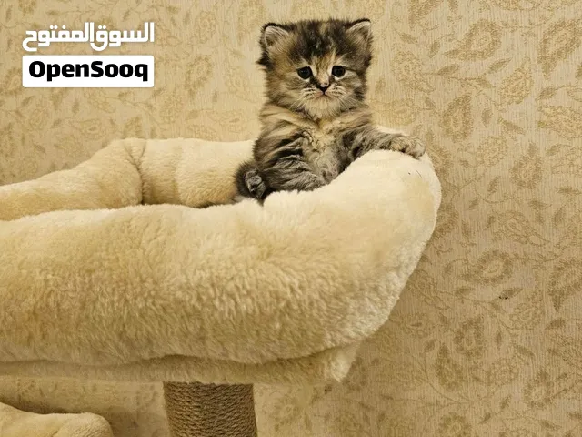 Himalayan هملايا
