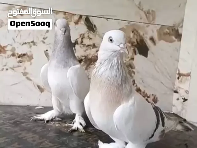 حمام تركي ولونج فيس وهلمت وكرنجوً