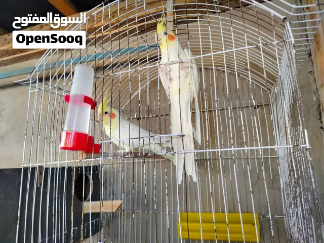 كوكتيل لاتيني للبيع