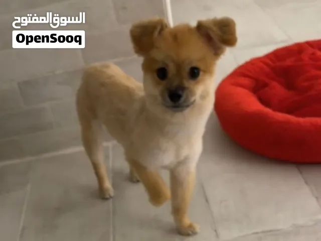 كلب ذكر كيوت ولعوب جداً. Adorable Playful Male Dog