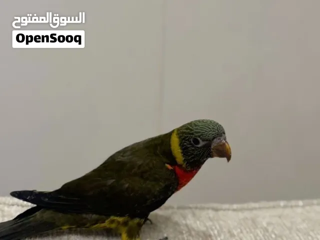 لوري زيتوني