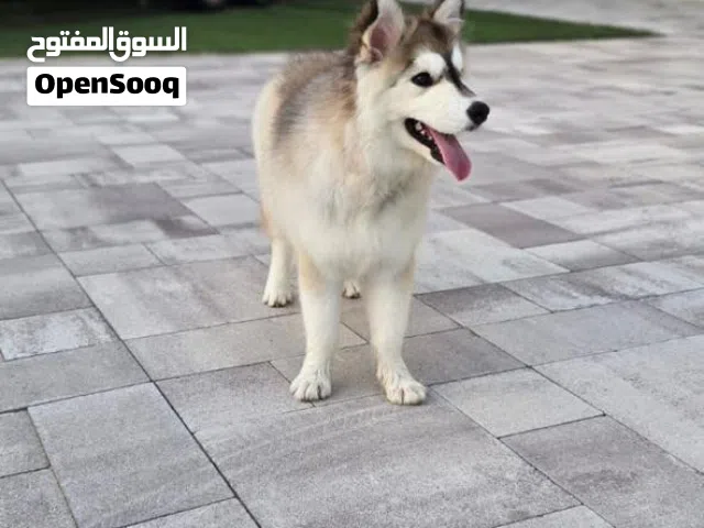 هاسكي مطعمه كل تطعيماتها ونظيفه