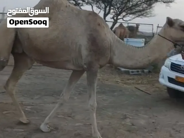 ناقة للبيع