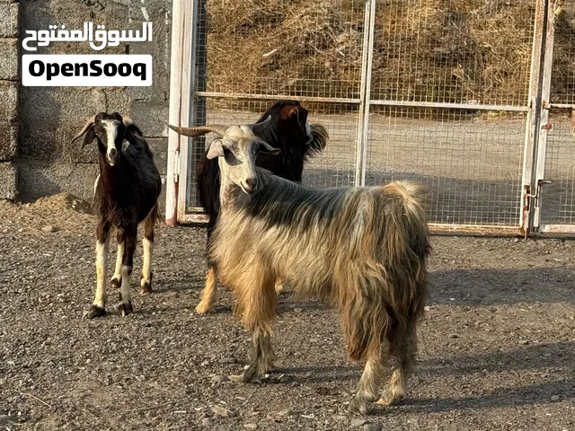 تيوس مخصايات نظاف