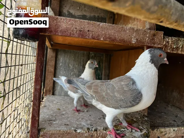 25 سعر جدا مناسب.