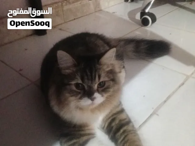 ابي شخص يخاف الله فيها