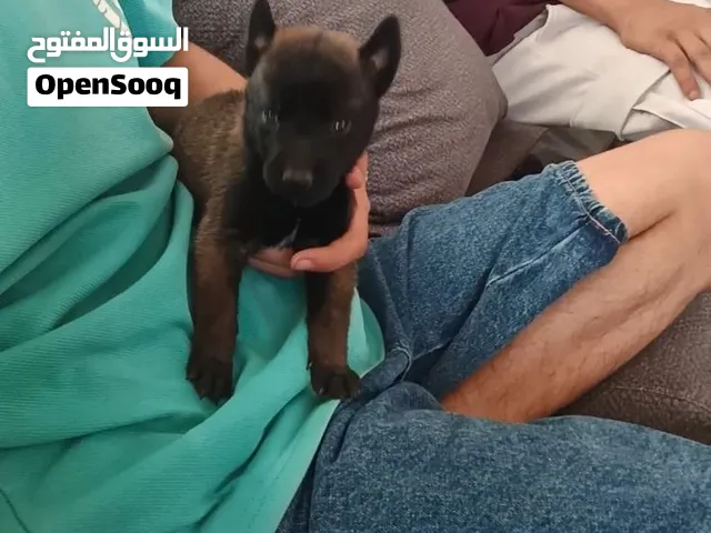 بسم الله ما شاء الله   انثى وذكر مالينو بالجم مستوى عالي وسلاله نقيه للاستفسار على رقم الهاتف