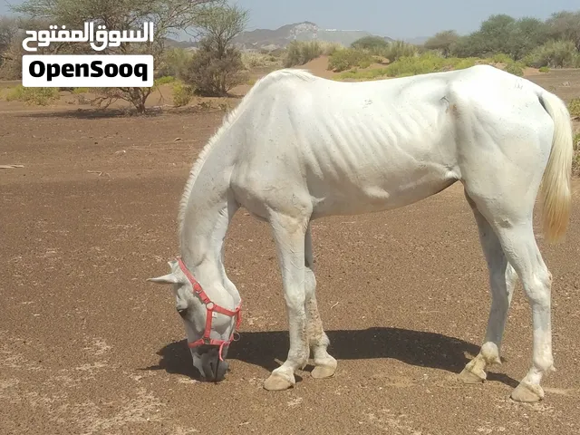 فرس عربي اصيل