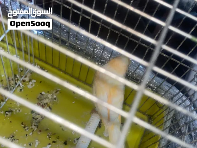 كناري لبيع