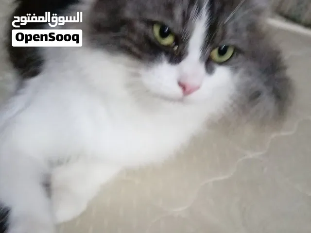 قط شعراني.