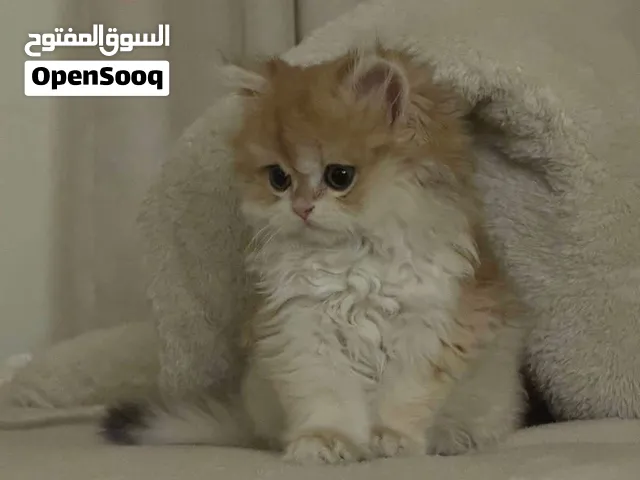 قطط برتش غولدن لونغ هير ny12
