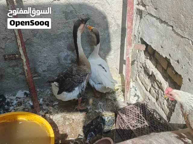 سلام عليكم بط للبيع