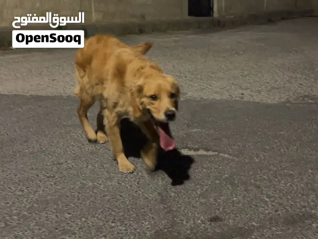 كلب جولدن ريتريفر