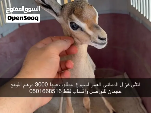 انثى غزال الدماني عمرها اسبوع مطلوب فيها 3000 درهم الموقع عجمان