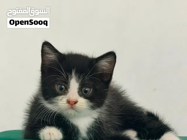 Scottish Kitten 3 months old almost