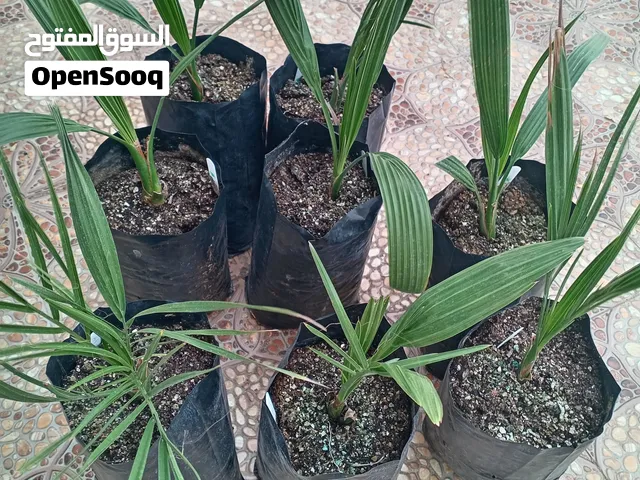 فسائل نسيجية مضمونة من شركة تنمية زراعة عمان