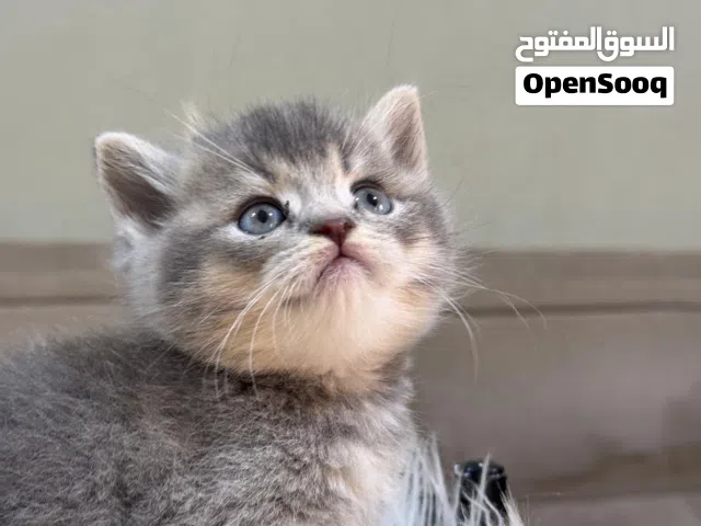 اسكتوش فولد وجولد