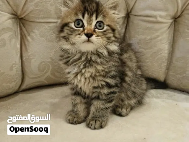 قطط للتبني برسوم 250-300