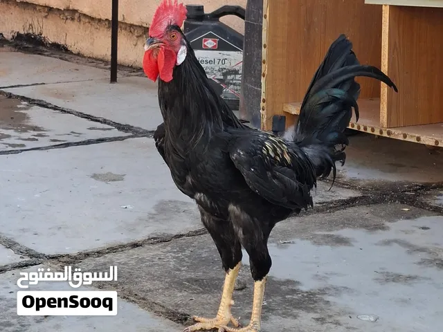 ديج ودجاجه للبيع اقرأ الوصف