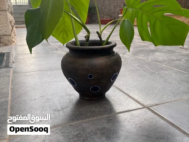 نبات داخلي سهل العناية مرسوم يدويا و بسعر رمزي