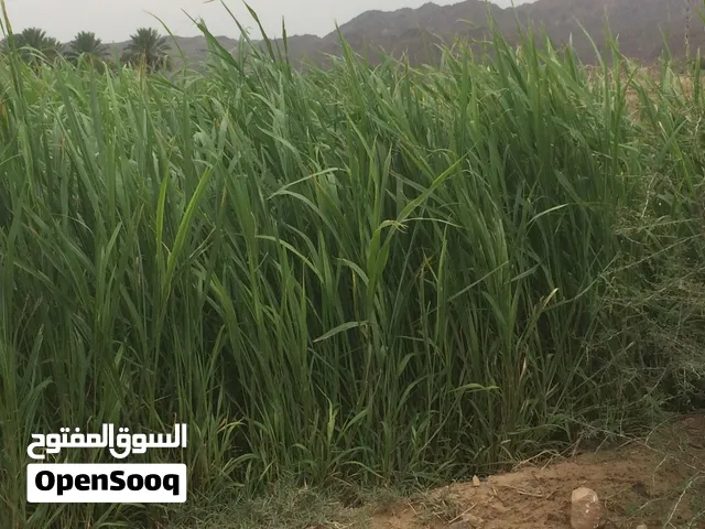 بزري أخضر للبيع