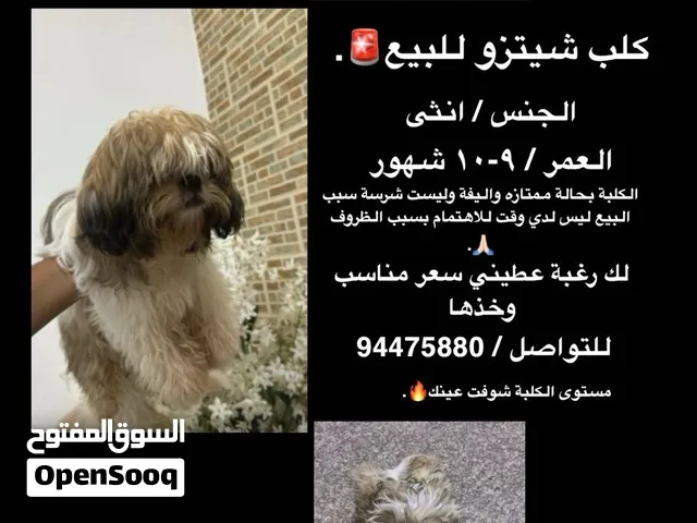 كلب شيتوز للبيع