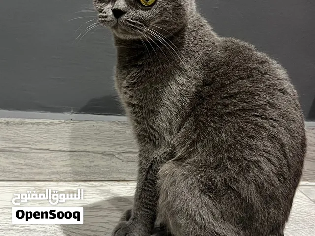 نثيه سكوتش فولد بيور