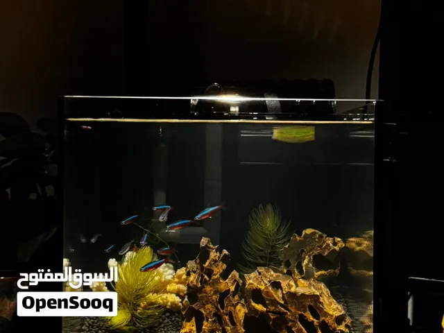 Premium 25x25x25 Planted Nano Aquarium  Complete Setup