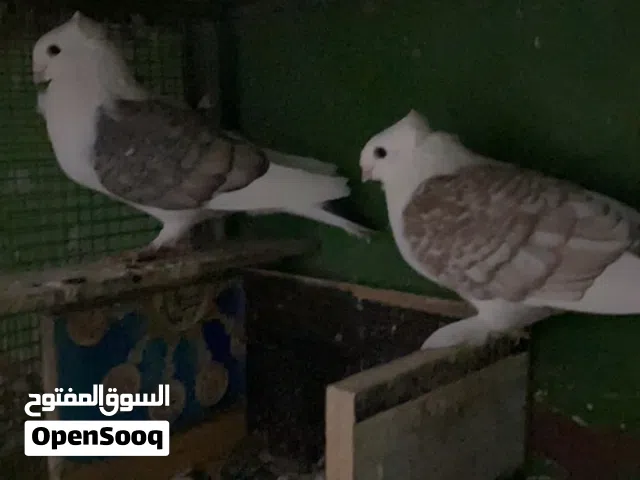 للبيع  حمام مشكل لاتبخس حلال احد