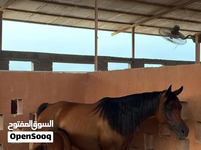 فرس عربية أصيلة عندها مهر و باطح ما شاء الله
