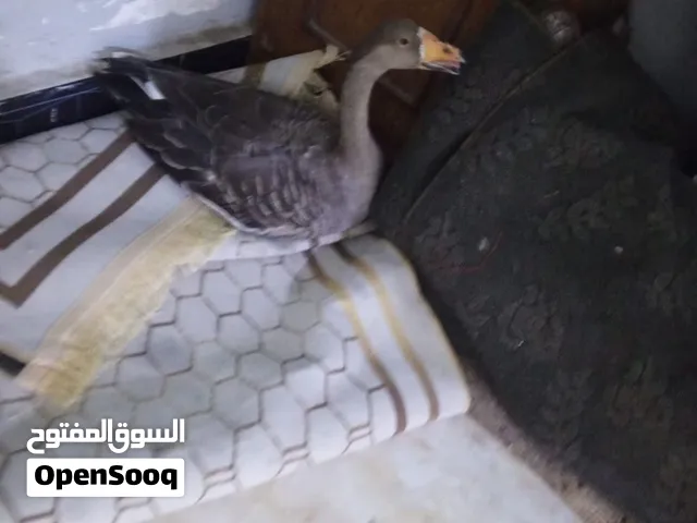 بطه مرتبه سعر 90 ماكني ابو الخصيب