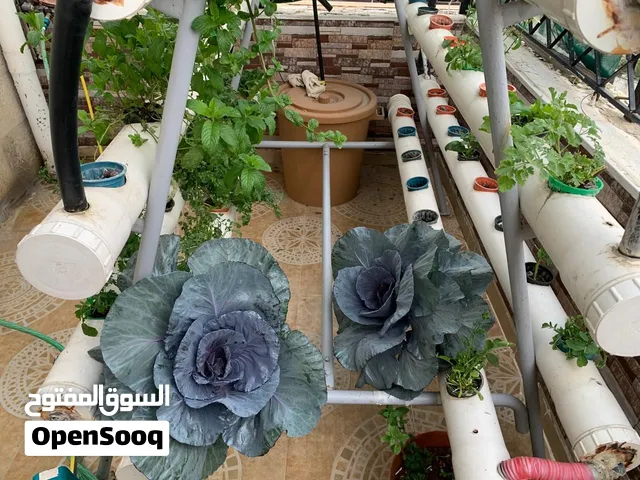 نظام زراعة مائية داخل أنابيب (الهيدروبونيك) Hydroponic