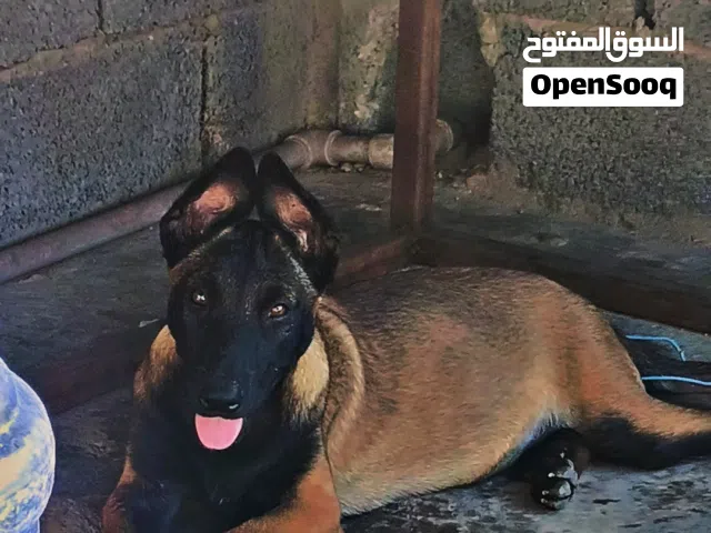جوز مينوا حاجه صح العمر 3 شهور مطعمات للبيع