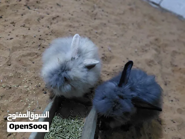 كوبيا أنقورة للبيع إقرأ الوصف