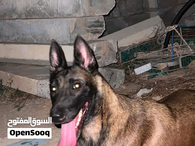 كلبه مينوا حاجه الله يبارك