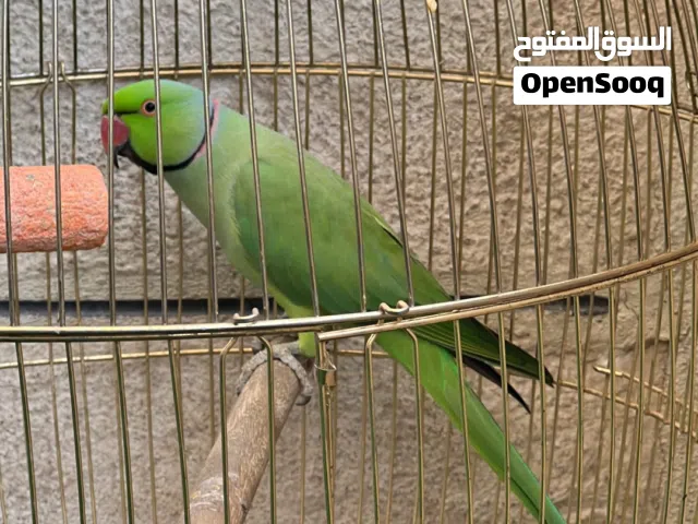 فحل درة مطوق ثوب كامل لا مقصوص جناحه ولا متبب اليف ما بحكي ولا كلمه من دون قفص العمر 3 سنين