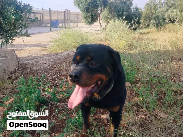 ذكر روت الماني للبيع