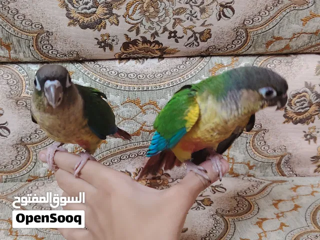 سلام عليكم زوج كنويرات اليفات طينه كلش