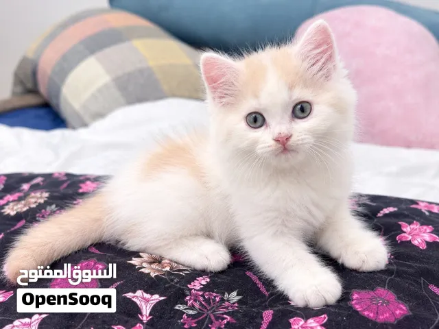 FOR SALE PERSIAN MALE KITTENS