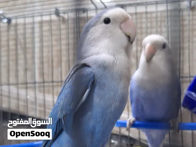جوز روز أزرق للبيع او البدل على جوز كنار تحته فراخ