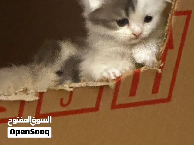 سكتش فولد قطا