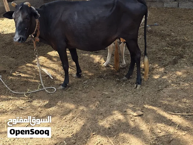بقره تهجين عشار زاهبه تحدر تو باديه تحدر ب440ريال قابل