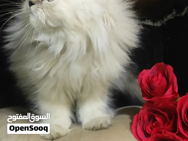 قط  يخبل هملايا تشوكليت بيوووور