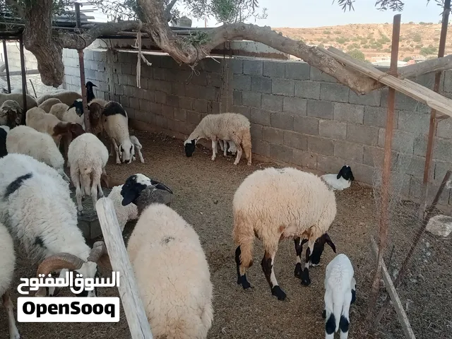 نعاج للبيع حاجه تبارك الله