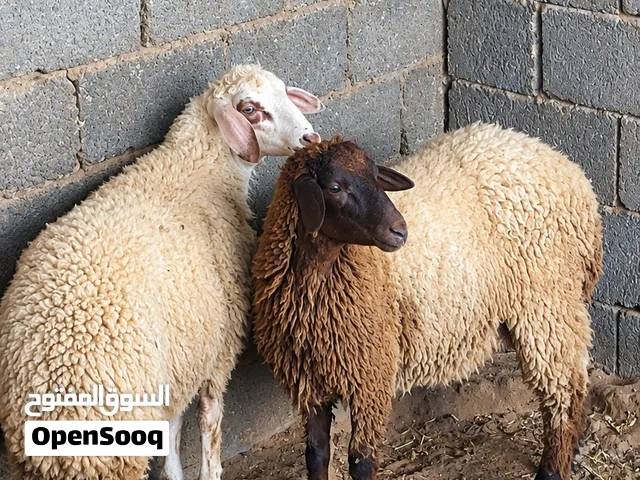 حواليات لليبع