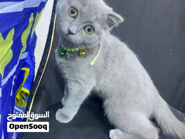 قطه صغيره للبيع صحه جيدا جدا جدا